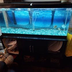 Fish Tank 55 Gallon 