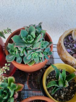 Kiwi succulent cluster plant