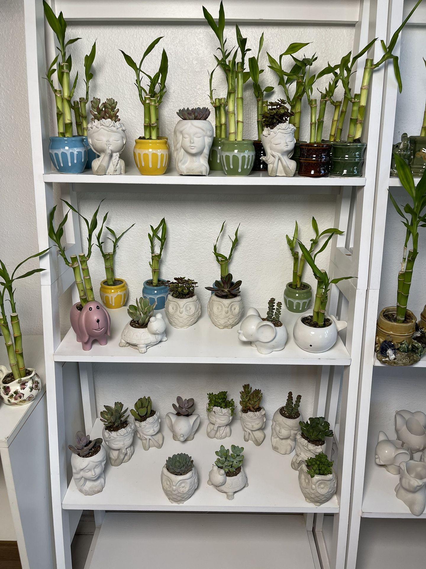 Bamboo Plants-Succulent Plants With Pots ($5 each)