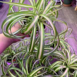 4” Pot Size: Spider Plant ‘Chlorophytum comosum’; $10 Each