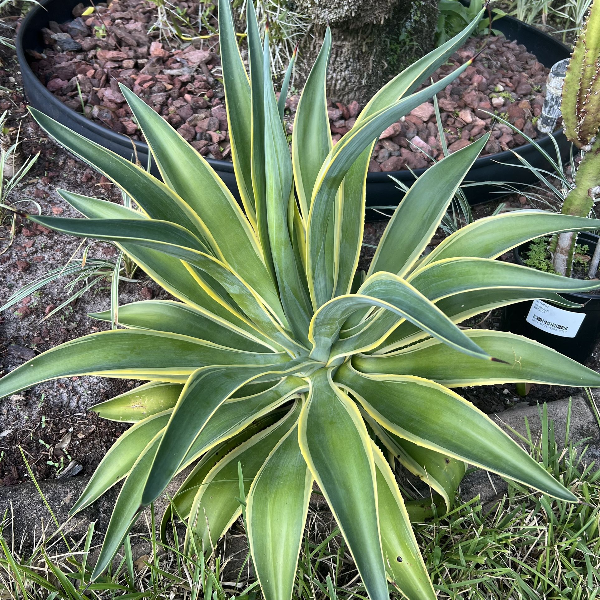 Yellow Variegated Agave 2ft tall 🪴