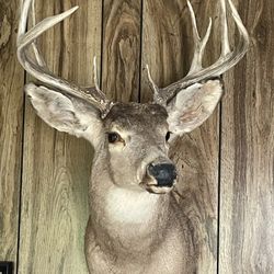 Eight Point Deer Head