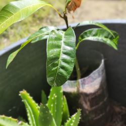 3 Mango tree 1 46 inh tall 19 and 12 tall