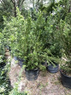 15 gallon podocarpus 4.5’-5’ feet tall