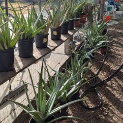 Aloevera Plants
