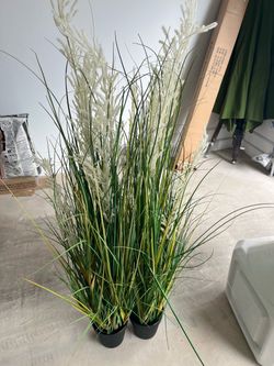 Decorative plants