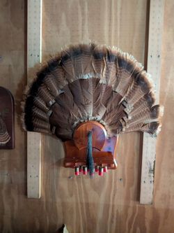Turkey feathers