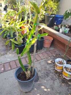 Mature Dagon fruit plant