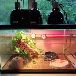20 Gallon Terrarium - Reptile Tank - Complete Setup