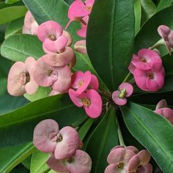 Crown Of Thorns Plants $8-15