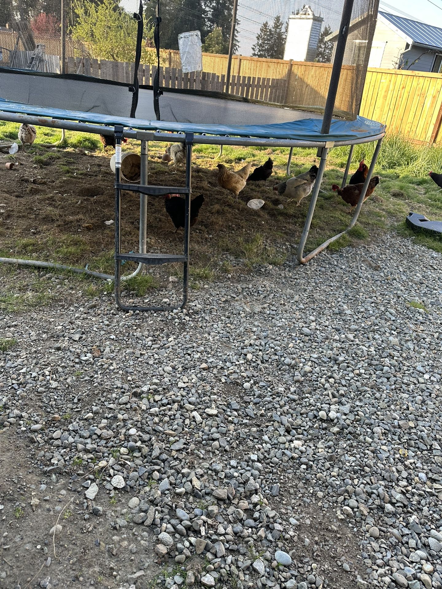 Organic Eggs
