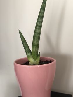 Sanseviera Starfish In Pink Pot