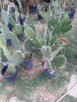 Cactus Plants