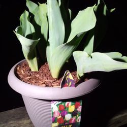 Potted Tulip Plant 