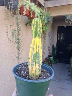 Variegated San Pedro Cactus Plant $48