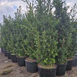 Huge Podocarpus About 10 Feet Tall Ask For Prices Al Sizes Available 