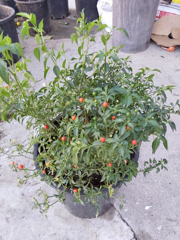 planta de chile-chiltepin