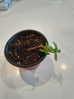 Starter Elephant Bush 3.5" Pot