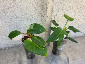 Philodendron White Princess Plants