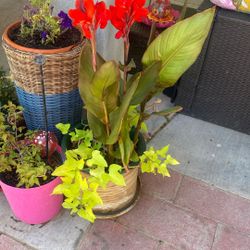 Gorgeous Plant For Outdoor 