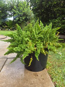 Big fern Plant