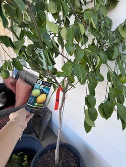 Meyer lemon tree