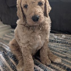 Goldendoodle
