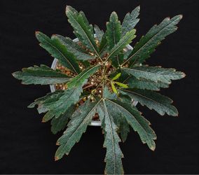 False Aralia (Plerandra elegantissima) – Elegant & Unique Houseplant