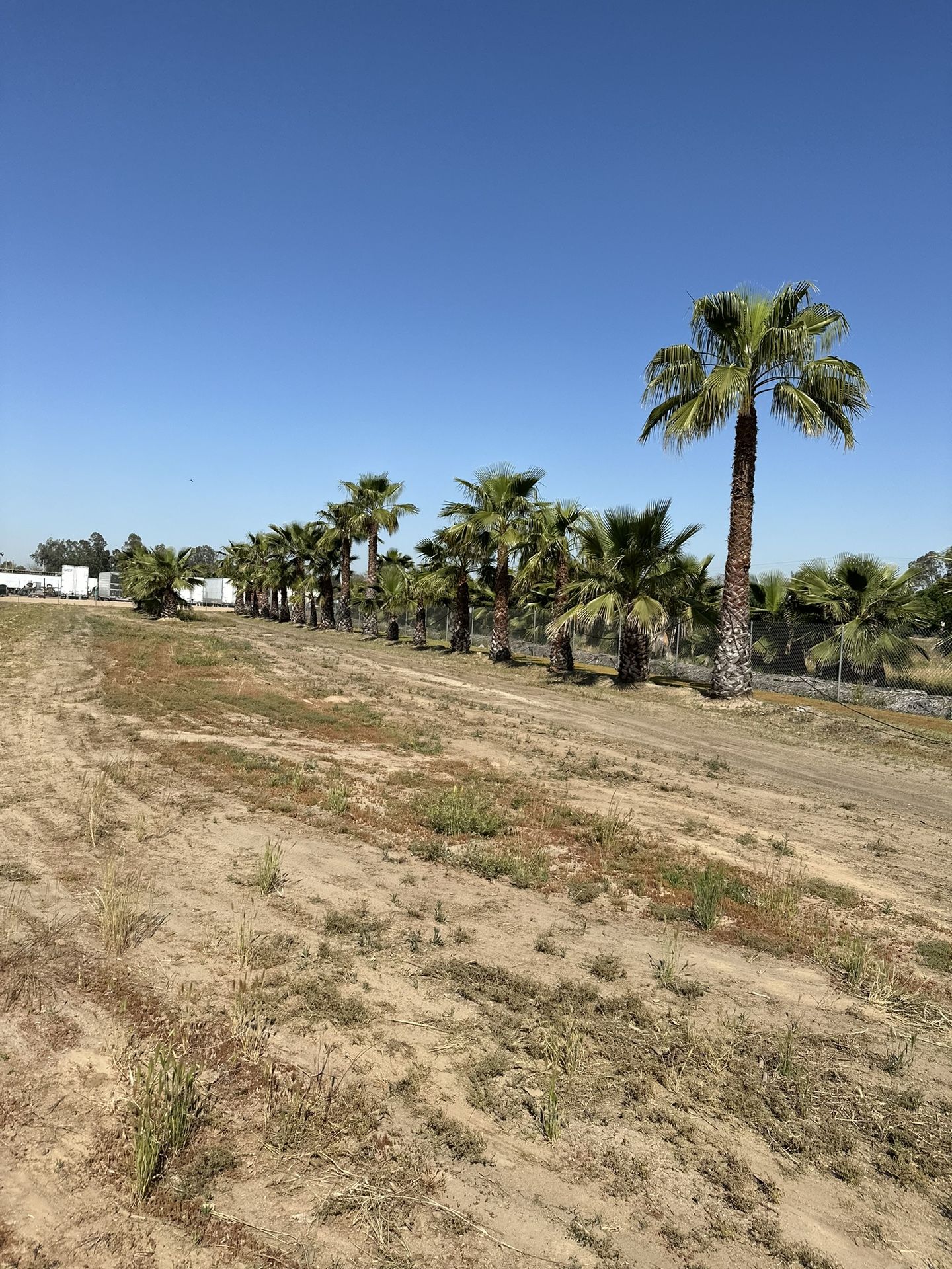 Palm Trees For Sale for Sale in Fresno, CA OfferUp