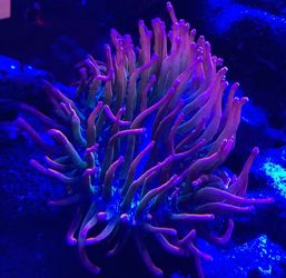Ultra rainbow bubble tip
