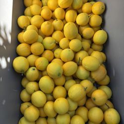 Meyer Lemons 🍋 