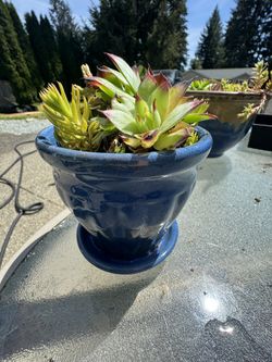 Beautiful Succulent Arrangement