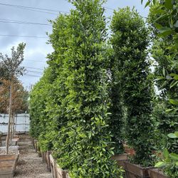 Ficus Nitida Indian Laurel Privacy Hedge