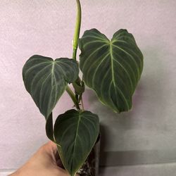 Philodendron Melanochrysum (Rare) 