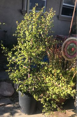 $10 Elephant ear jade plant
