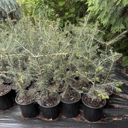 Balsam Fir 