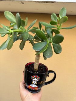 Jade tree