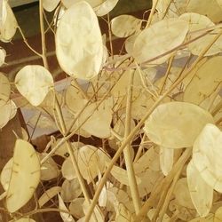 Weddings-dried Bouquets-Silver Dollar Plant