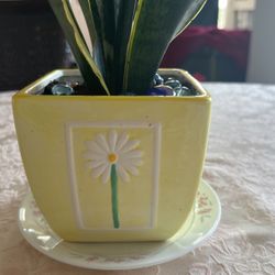 24 hours of oxygen producing plant perfect for any room in the house or in the office