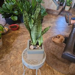 1ft 8in Tall Sansevieria Snake Plant In Ceramic Pot With Shells And Polished Stones 