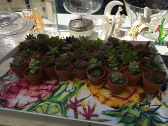 Plants
