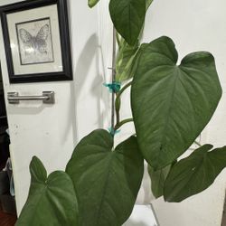 Syngonium Chiapense 