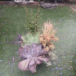 echeveria Succulents 