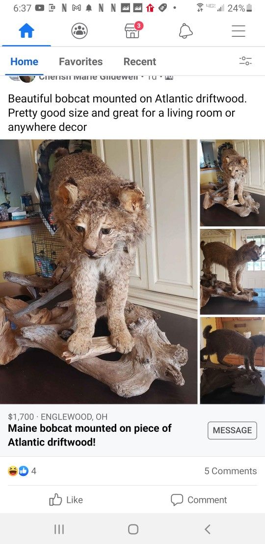 Bobcat