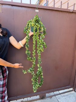 6” hindu rope hoya XL