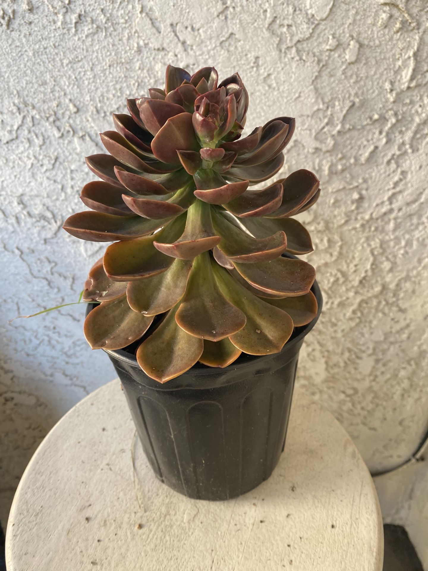 1 Gallon Pot Succulent Plant - Dusty Rose - Echeveria Gigantea Rose - Rooted & Established - Drought Resistant -🪴