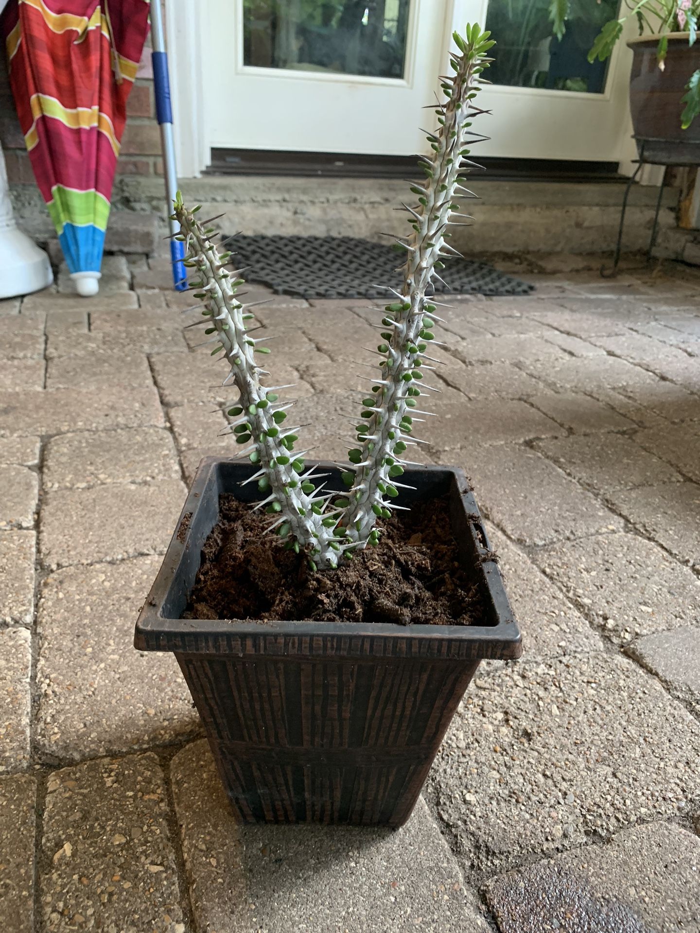 Alluaudia Plant /False Ocotillo