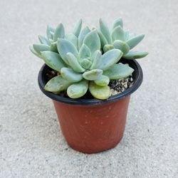 Succulents plants 🪴 