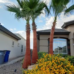 presupuestos gratis 🌴