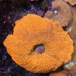 Reef Coral Corals